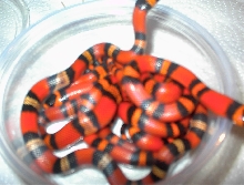 Het/Albino Honduran