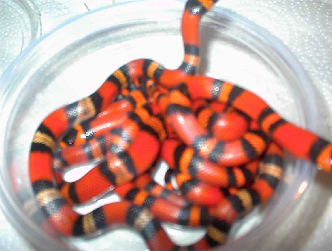 Het/Albino Honduran
