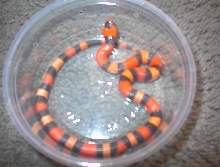 contrasting hypo Honduran Milksnake male1