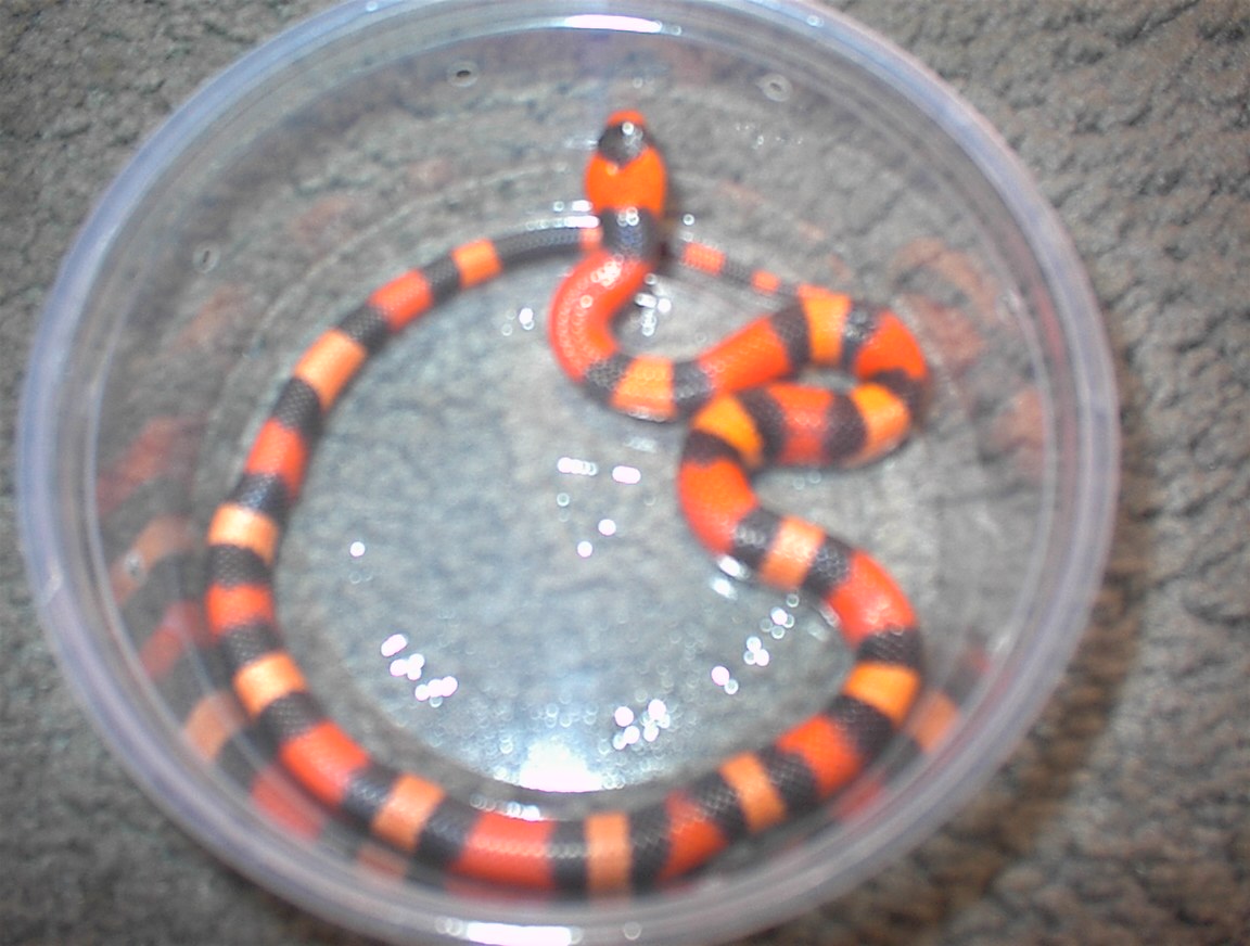 contrasting hypo Honduran Milksnake male1