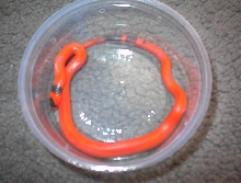 WHRI Honduran Milksnake