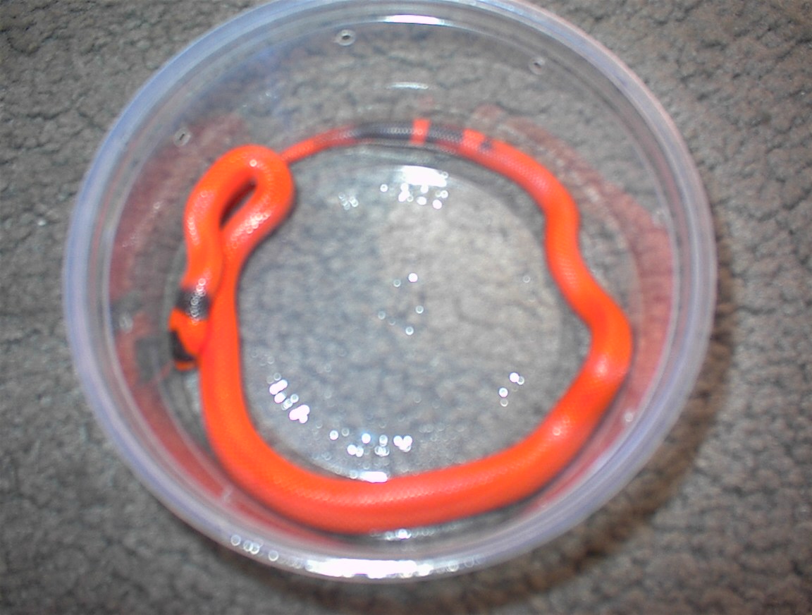 WHRI Honduran Milksnake