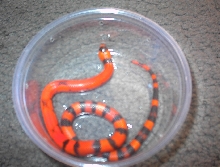 WHRI Honduran Milksnake female2