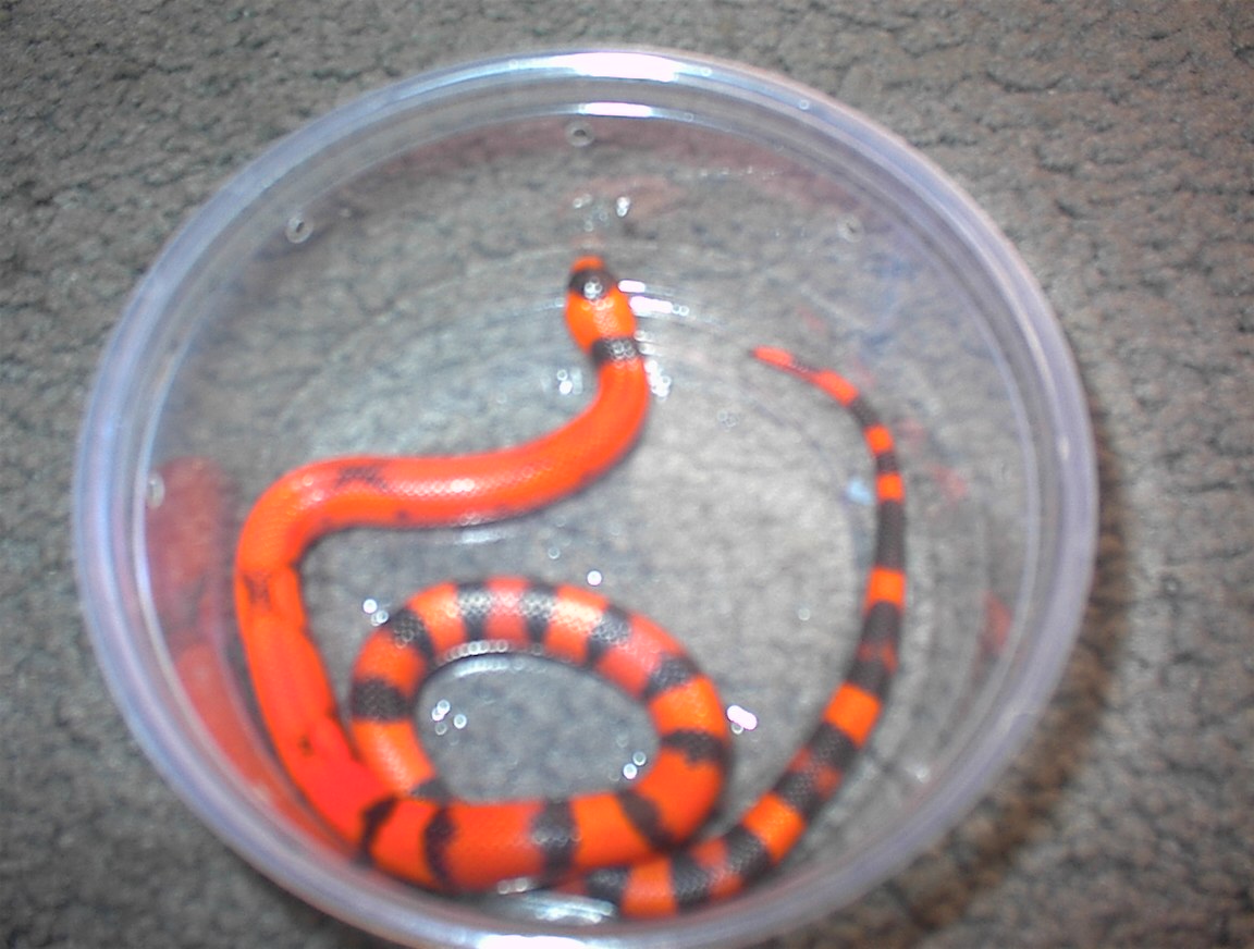 WHRI Honduran Milksnake female2