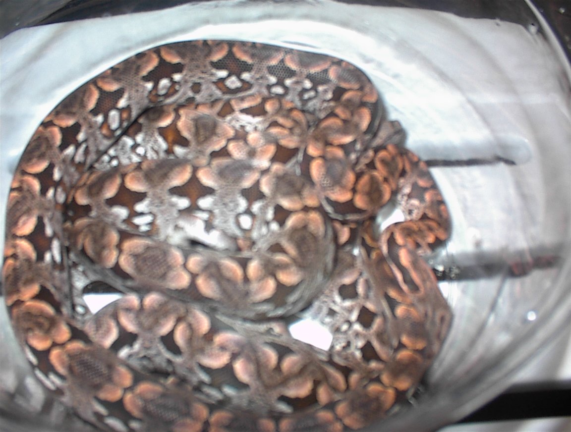 Dumeril's Boas