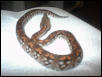 Dumeril's Boas