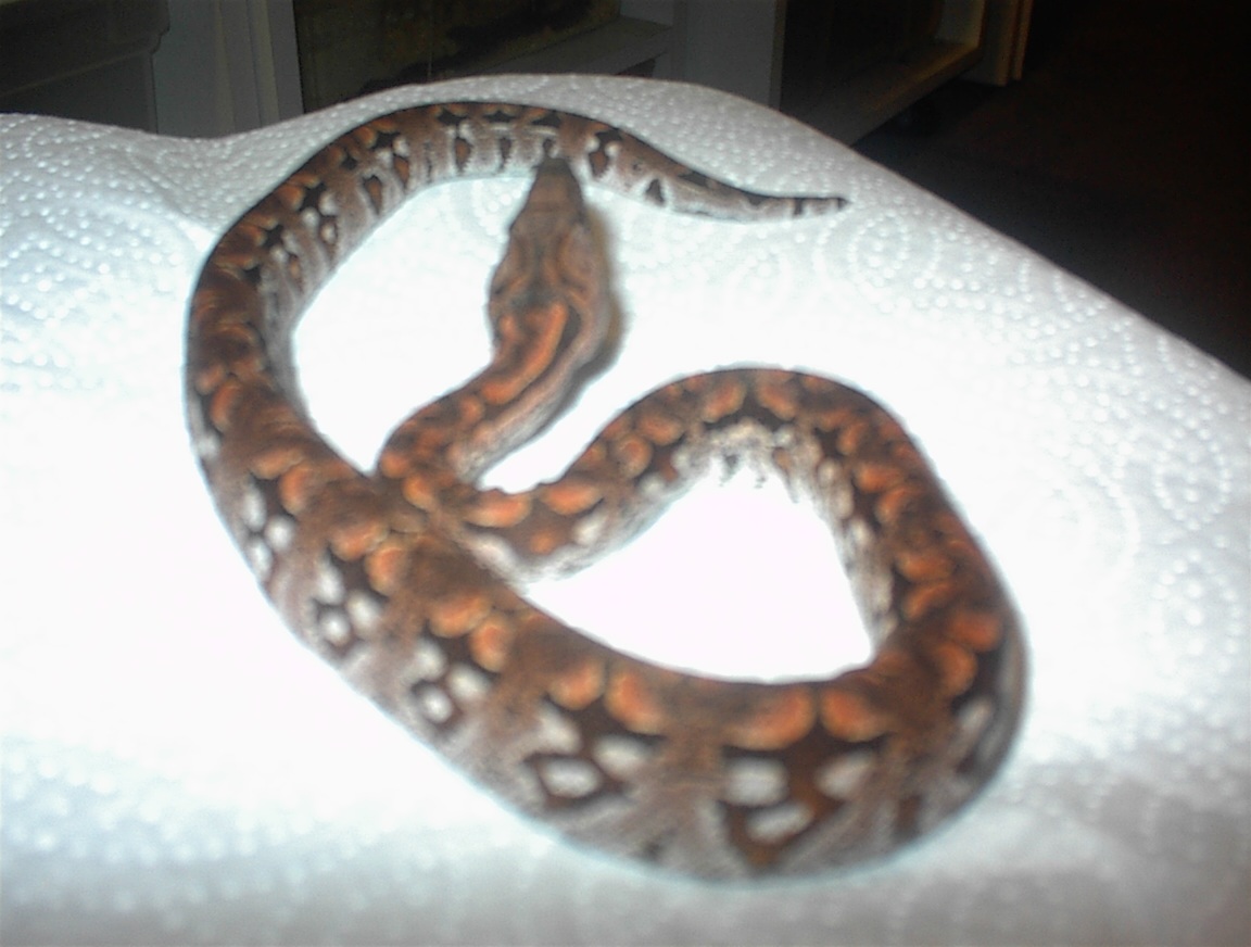 Dumeril's Boas