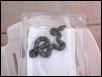 silverbackfemale3