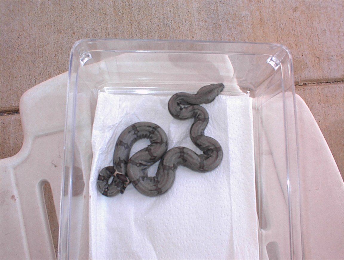 silverbackfemale3