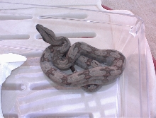 silverbackmale4