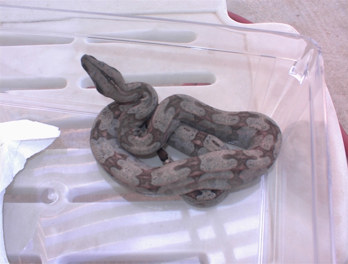 silverbackmale4