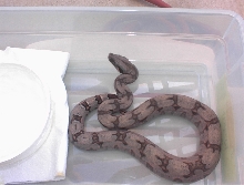 silverbackmale7