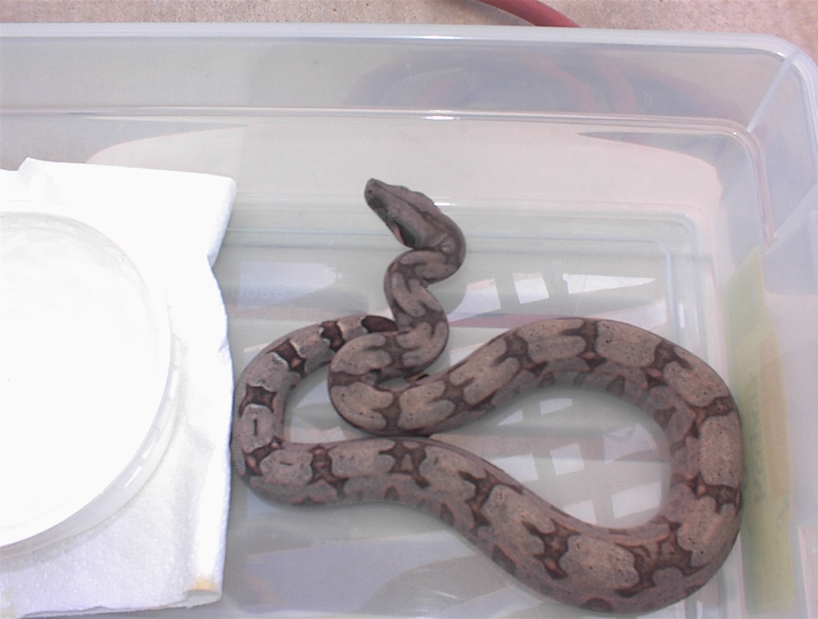 silverbackmale7