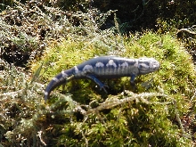 Marbled salamander