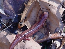 Northern red salamander