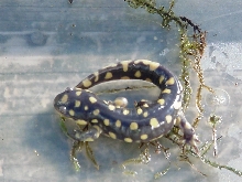 Jefferson Co Kentucky Tiger salamander