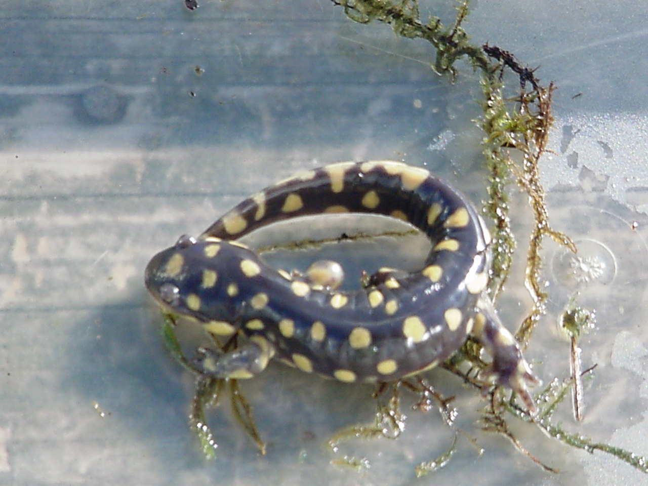 Jefferson Co Kentucky Tiger salamander
