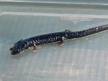 Slimey salamander