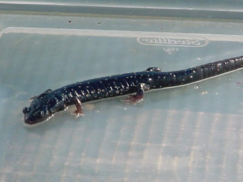 Slimey salamander