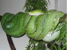 adults