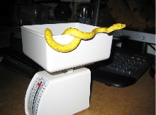 Weighing