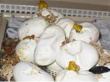 Hatching Babies 2006