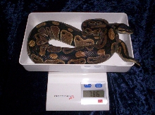 crf-006