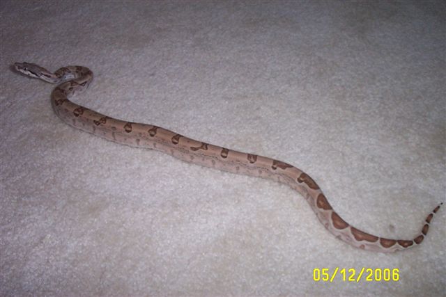 new hypo