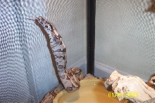 My guyanan eating