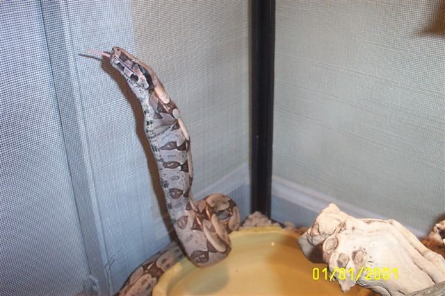 My guyanan eating