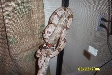 New Guyanan Boa