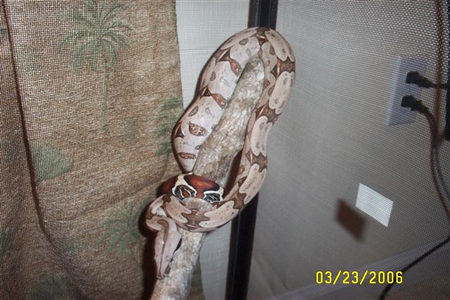 New Guyanan Boa