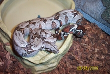 My new guyana boa