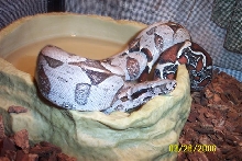 guyana boa