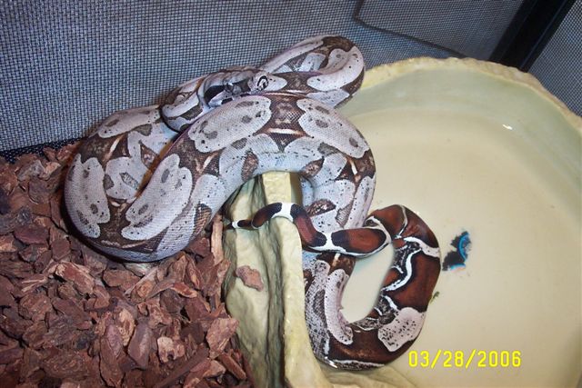 My 3ft guyanaboa