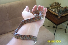 red rat snake i guess