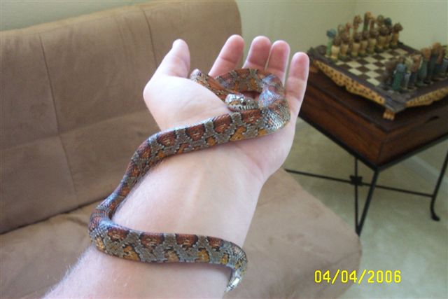 red rat snake i guess