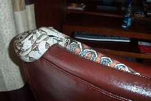 My Guyanan boa
