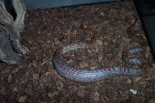 Stupid Corn snake