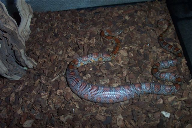 Stupid Corn snake