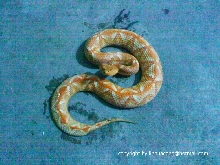 albino Agkistrodon acutus