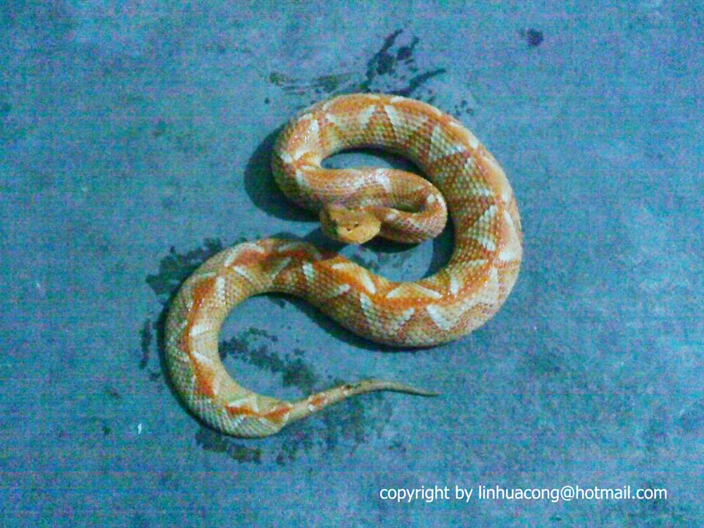 albino Agkistrodon acutus