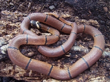 Calliophis kelloggi
