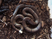 Calliophis macclellandi