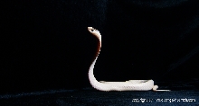 Dance like a swan
