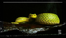 Trimeresurus stejnegeri