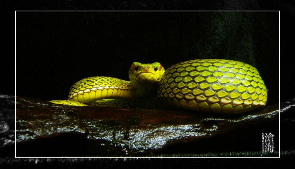Trimeresurus stejnegeri