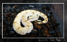 Agkistrodon acutus