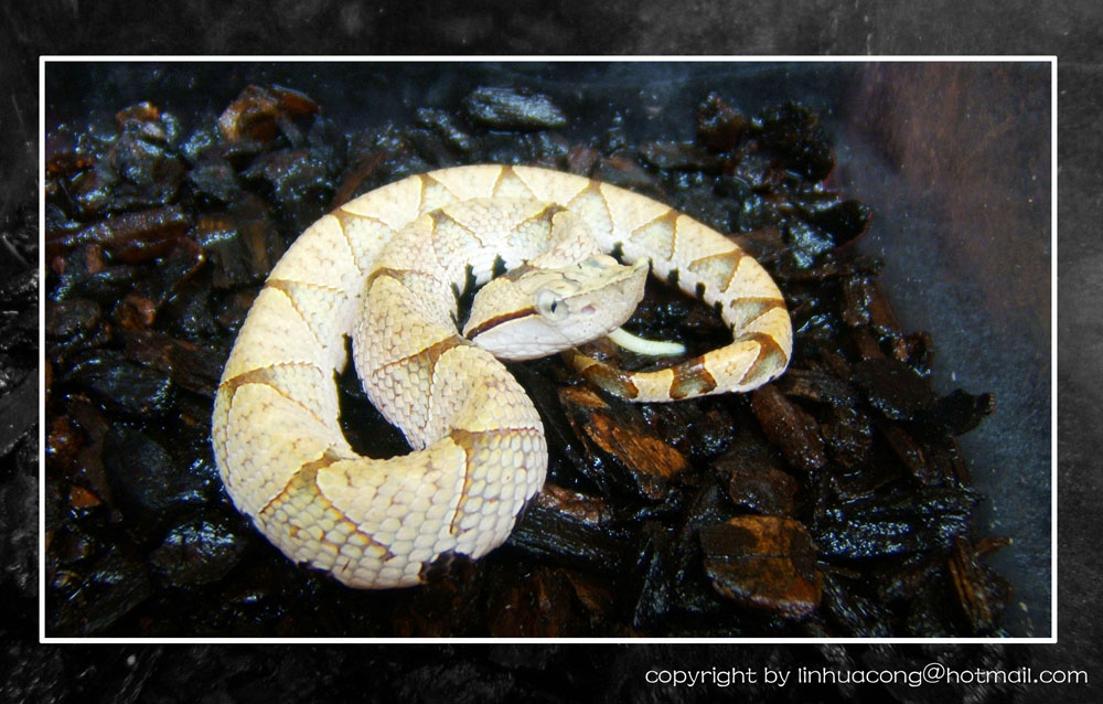 Agkistrodon acutus
