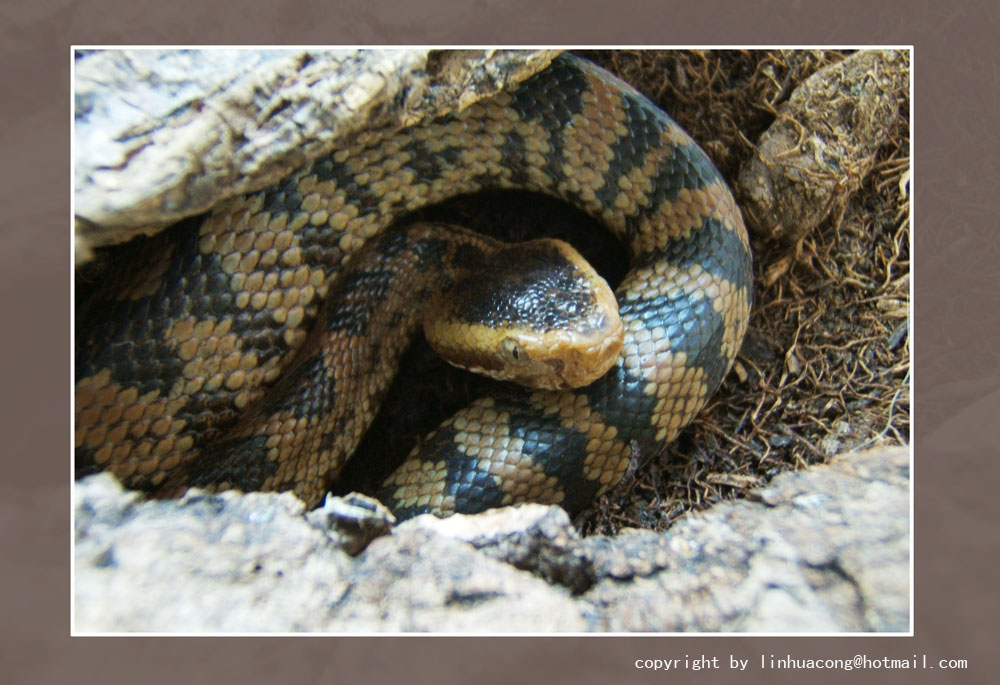 Ovophis monticola